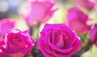 玫瑰花怎么长久保存 怎么把鲜花做成永生花