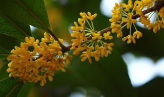 北方庭院里适合种哪种桂花树（北方庭院里适合种哪种桂花树好）