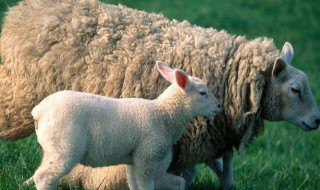 羊羔的正确护理方法（羊羔的正确护理方法是什么）