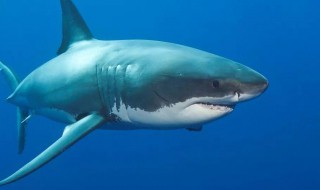 鲨鱼是保护动物吗 淡水鲨鱼是保护动物吗