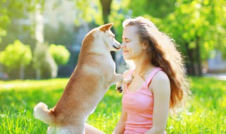 巴哥犬的优缺点（巴哥犬的优缺点 八哥犬）