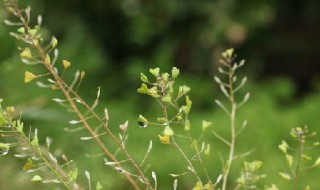 荠菜花的花语是什么 荠菜花语寓意