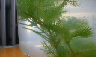 金鱼藻怎么养最好 金鱼藻怎样养