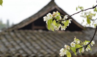 清明节什么时候（清明节什么时候成为国家法定节假日）