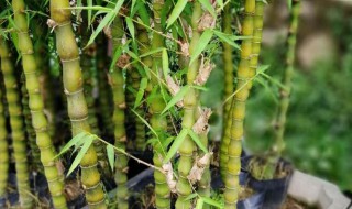 清明节驱邪植物 清明节驱邪植物图片