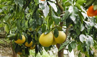 柚子树的栽植方法 柚子树的栽植方法图片