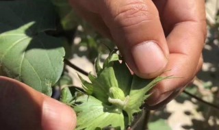 防治棉铃虫的最佳方法 如何防治棉铃虫