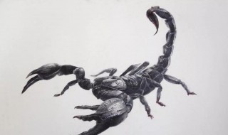 养殖蝎子方法（蝎子的养殖方法和技术）