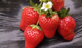 盆栽草莓怎么种才能甜（盆栽草莓怎么种才能甜呢）