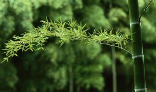 咬定青山不放松立根原在破岩中写的植物是啥 咬定青山不放松立根原在破岩描写的植物