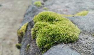 青苔水垢清洁小妙招 青苔水怎么处理