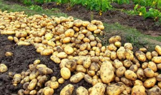 种土豆（种土豆的详细过程）