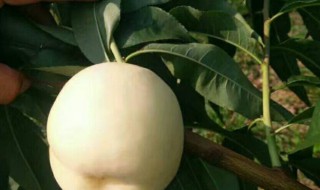 白桃树的种植方法（白桃树的种植方法和技术）