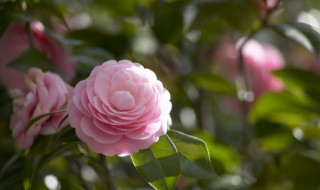 浇花有没有小妙招 浇花有没有小妙招呢