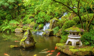 鱼池青苔去除小妙招（鱼池青苔多处理办法）