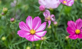 格桑花如何种植 格桑花怎么种植