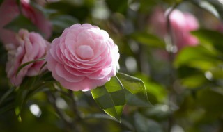 6月如何养茶花花苞狂冒 六月份茶花怎么管理