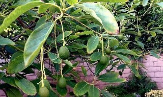 牛油果种子如何种植成盆栽 牛油果核能种出牛油果吗