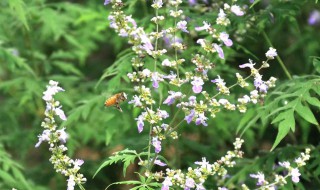 荆条蜜是什么花的蜜（荆条蜜是什么意思）