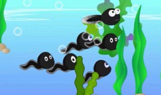 蝌蚪吃什么（蝌蚪吃什么东西怎么养活）