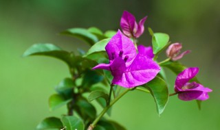 叶子花的繁殖方法（叶子花与三角梅的区别）