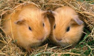 属鼠几月出生最好 1996年属鼠几月出生最好