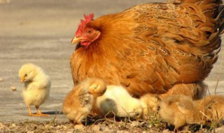 母鸡下蛋需要公鸡吗 母鸡下蛋需要公鸡吗查一下