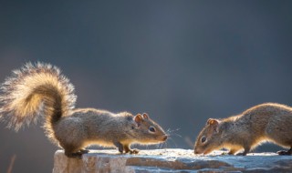 松鼠的特点（松鼠的特点和本领）