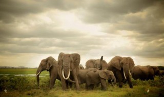 大象的特点(大象的特点和外形描述)