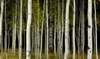 白杨树的特点 白杨树的特点及白杨树的作用