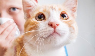 橘猫好养吗 橘猫好养吗 需要注意些什么