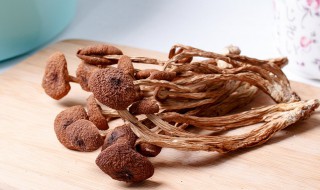 茶树菇的营养价值 茶树菇的营养价值和功效