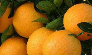 夏橙是不是反季节水果 夏橙是不是反季节水果呢