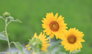 太阳花的生长习性 太阳花生长特征