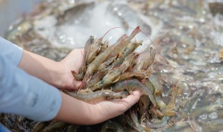 对虾和基围虾的区别 对虾与基围虾的区别图