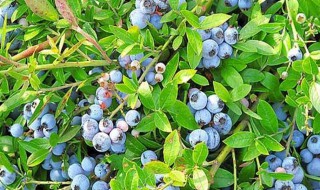 蓝莓怎么种植（蓝莓怎么种植结果多）