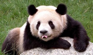 中国大熊猫分布在哪里 中国大熊猫分布在哪里最多