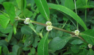 虾钳草的功效与作用 虾钳草