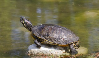 巴西龟寿命 巴西龟寿命最长可达多少年