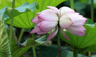 并蒂莲的花语和传说 并蒂莲的花语真谛