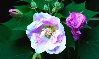 芙蓉花的寓意（芙蓉花的寓意和象征风水）