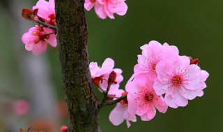 桃花是什么意思（桃花是什么意思 命相）