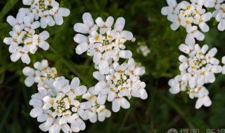 什么是常青花语 常青花卉有哪些