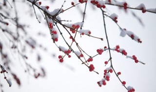 小雪节气注意事项 小雪节气注意事项的总结