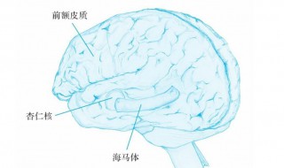 杏仁核与情绪的关系（杏仁核与情绪的关系图片）