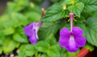 夏季播种的花有哪些 夏季播种的花卉种子有哪些