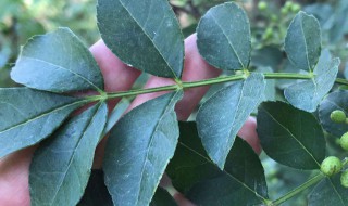 花椒叶子的功效与作用 花椒叶子的功效与作用百科