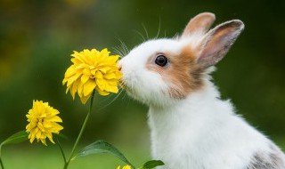 波兰兔的生活环境 波兰兔的生活环境是什么