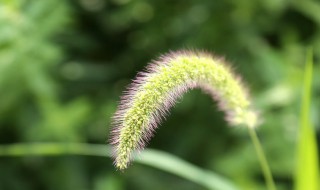 狗尾巴草的花语 狗尾巴草的花语和寓意