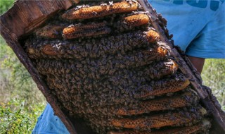 土蜂养殖方法 土蜂养殖方法经验